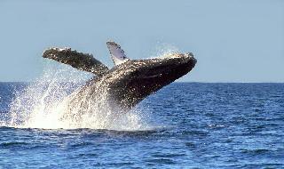 Avistamiento de ballenas en Riviera Nayarit